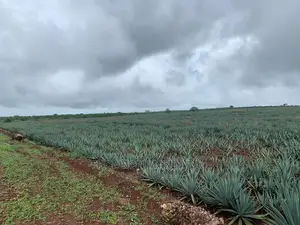 Sisal Farm at Pangani