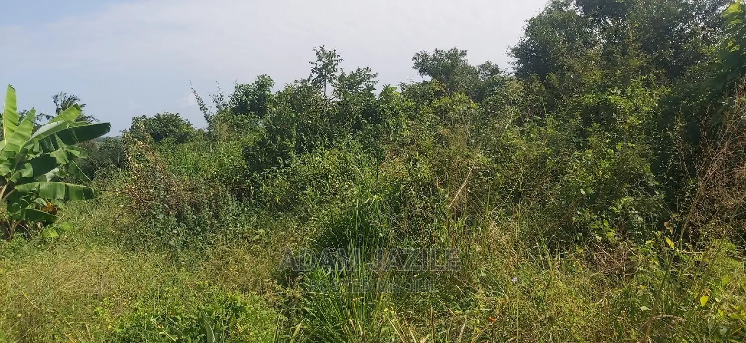 Shamba Ekari 2 La Kulima Nanasi Linauzwa Kiwangwa Msinune