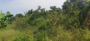 Shamba Ekari 2 La Kulima Nanasi Linauzwa Kiwangwa Msinune