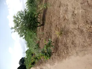 Eneo Linauzwa Kibaha.
