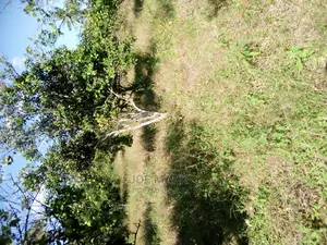 Kiwanja Kinauzwa,Kibaha Mwenda Pole