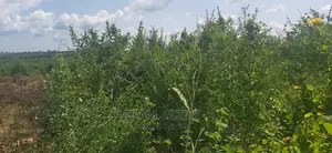 Shamba La Ekari 50 Linauzwa Mbwewe Bagamoyo Pwani
