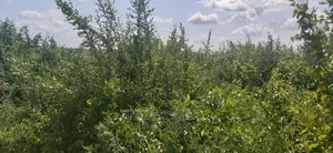 Shamba La Ekari 50 Linauzwa Mbwewe Bagamoyo Pwani