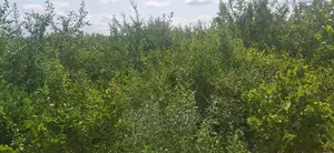 Shamba La Ekari 50 Linauzwa Mbwewe Bagamoyo Pwani