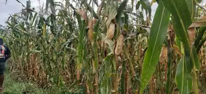 Shamba La Ekari 300 Linauzwa Kiwangwa Mwetemo