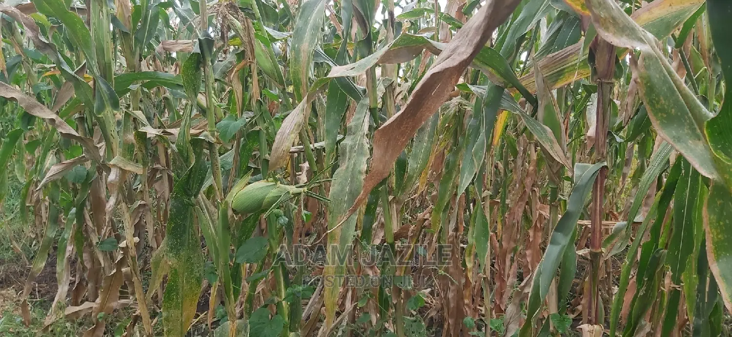 Shamba La Ekari 300 Linauzwa Kiwangwa Mwetemo