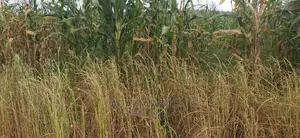 Shamba La Ekari 300 Linauzwa Kiwangwa Mwetemo