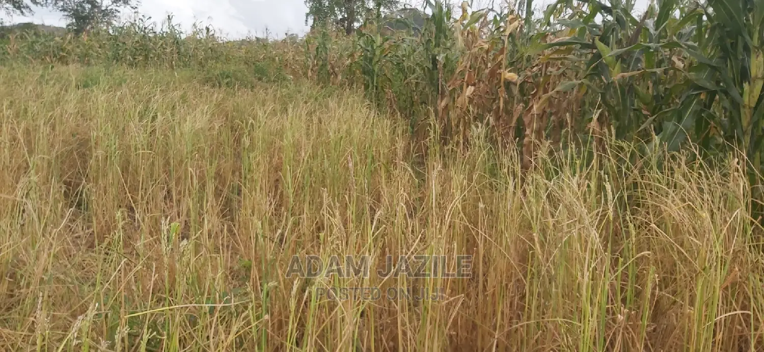 Shamba La Ekari 300 Linauzwa Kiwangwa Mwetemo