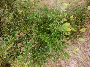 Shamba Linauzwa Vigwaza