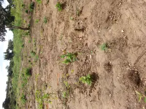 Plot for Sale Mlandizi Acasia