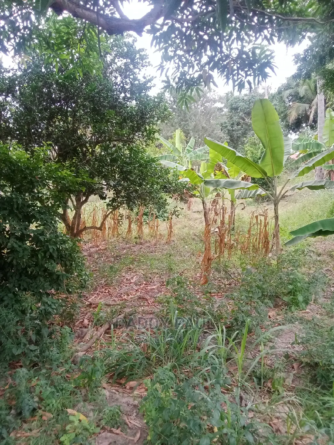 4167sqm Area Facing Moro Road For Sale