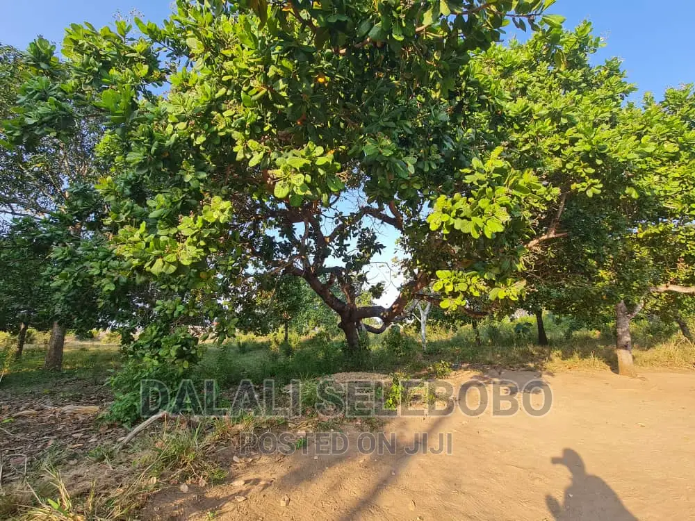 Beach Plot at Kigamboni Mwongozo