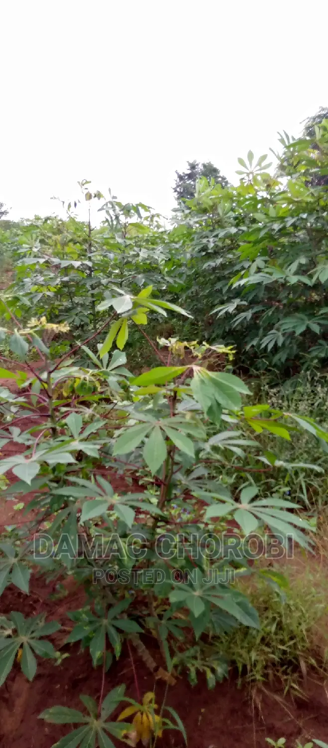 Farm Acre 3500 for Sale Locton Tanga