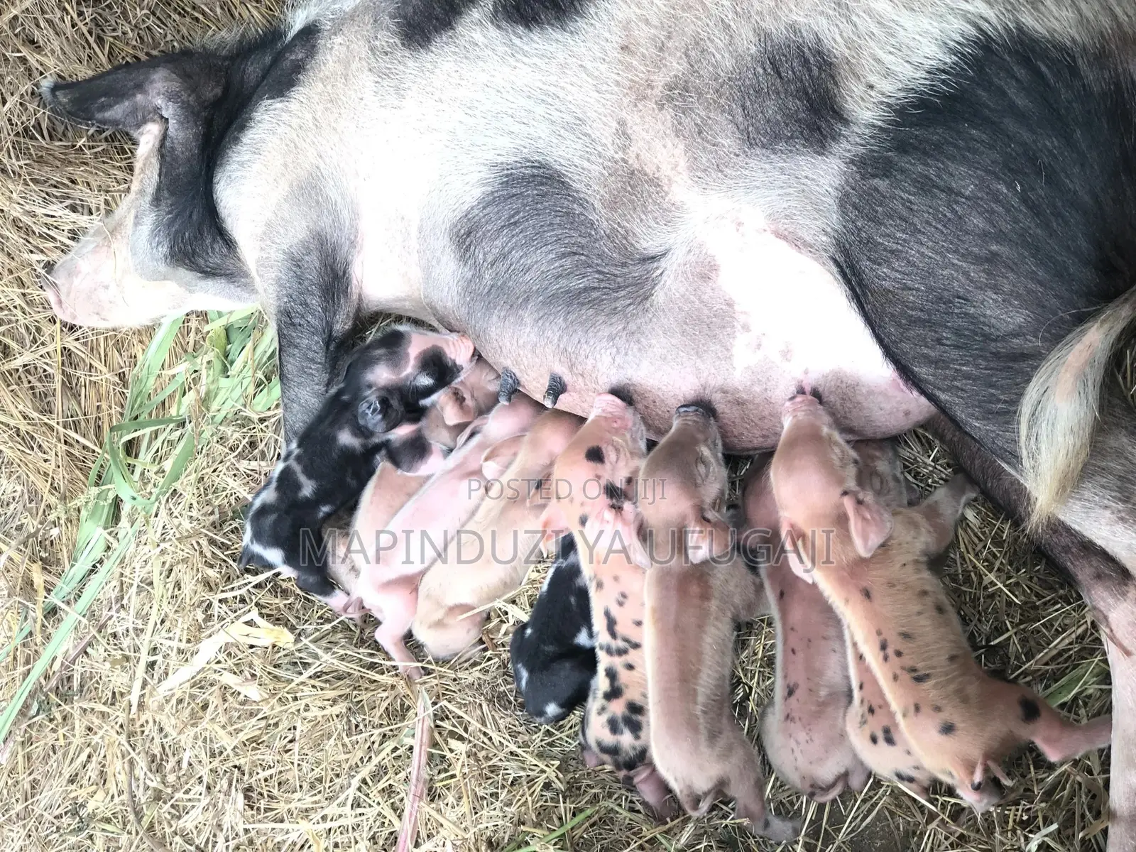 Watoto Wa Nguruwe Wa Kisasa Wa Mbegu Wanauzwa