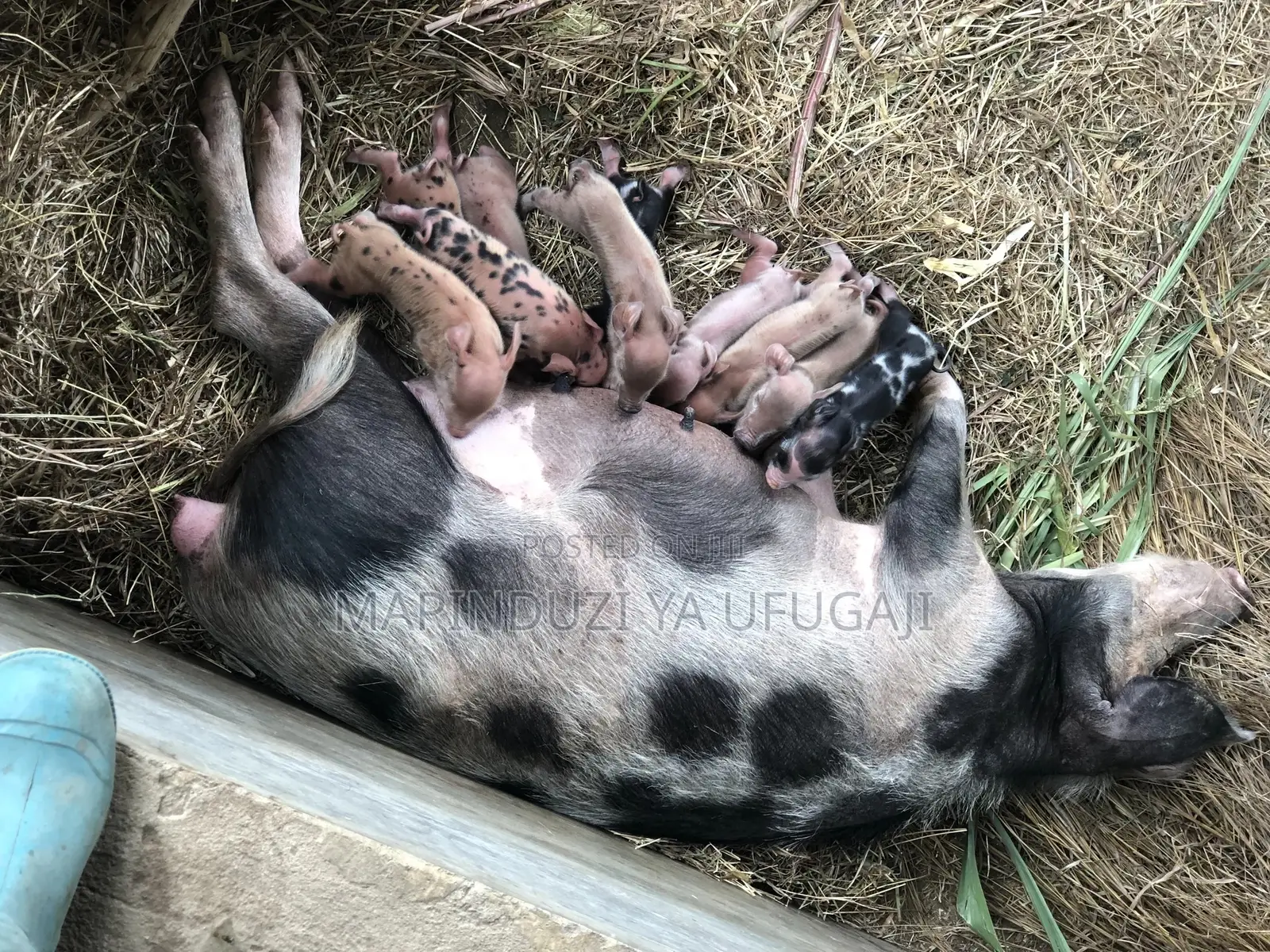 Watoto Wa Nguruwe Wa Kisasa Wa Mbegu Wanauzwa