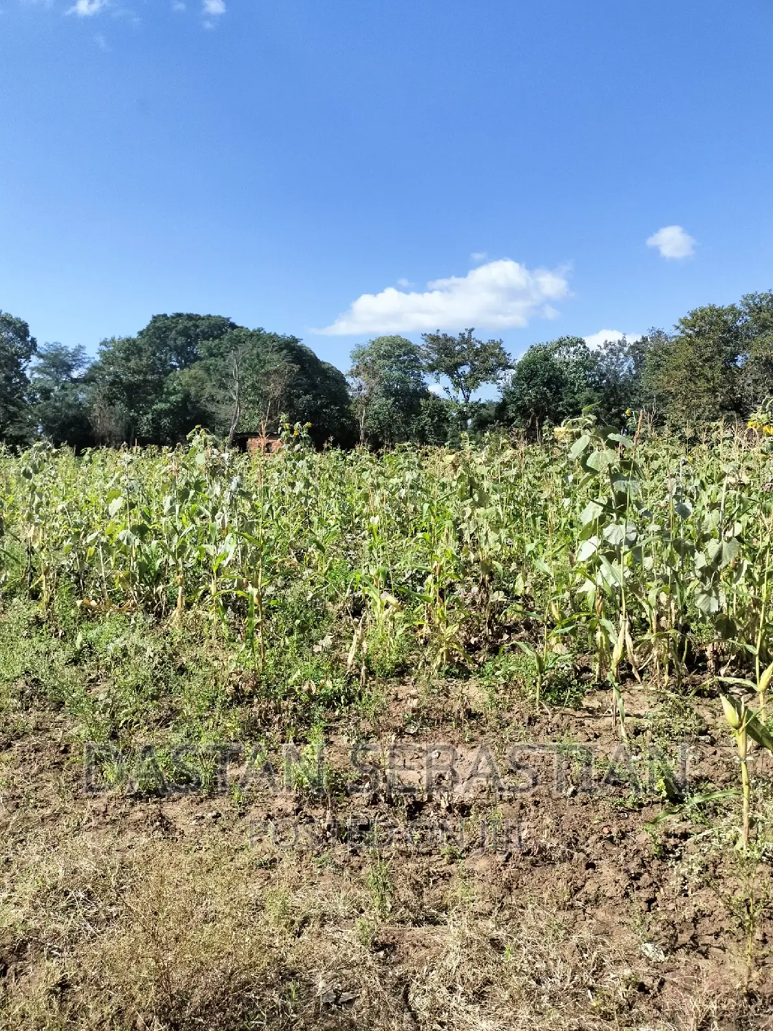 Farms and Land for Sale Arusha and Kilimanjaro in Arusha Land & Plots