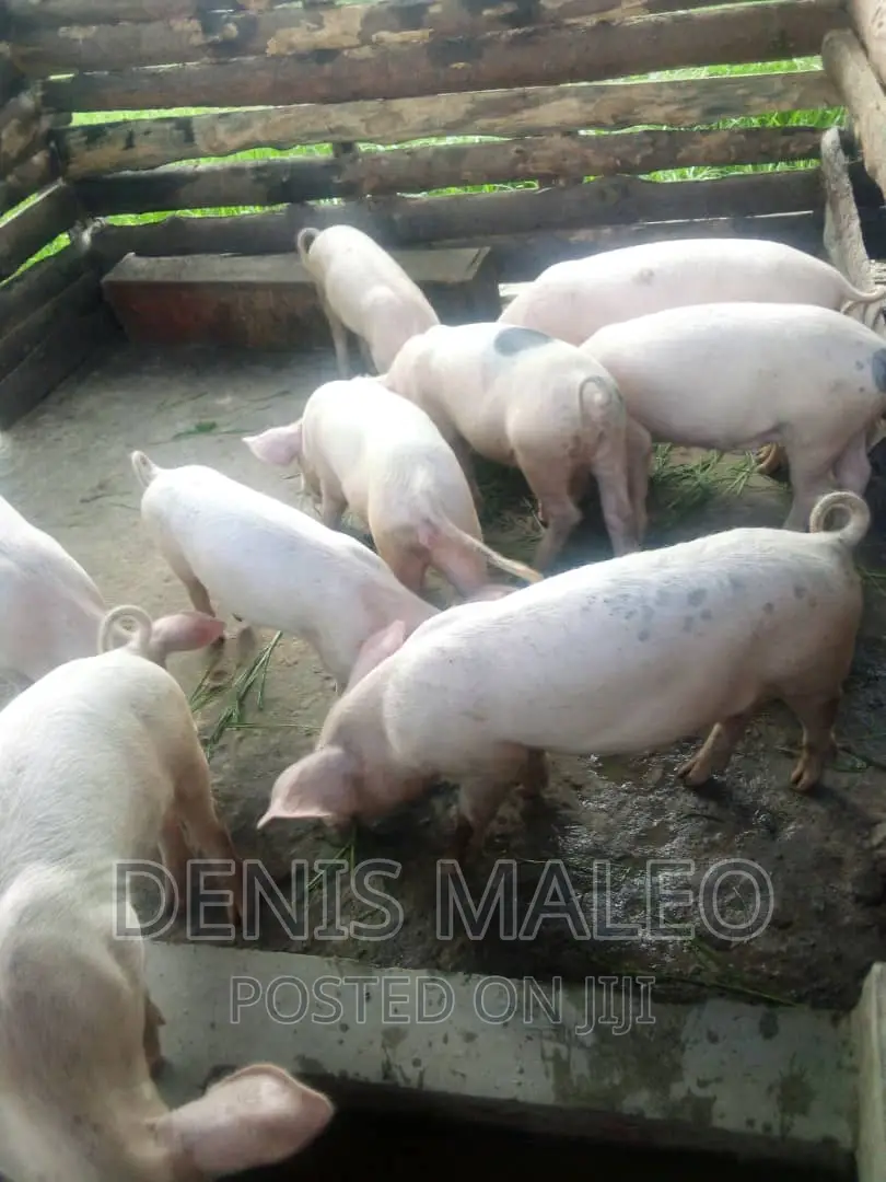 Landrace Pig in Ilala Farm Animals, Denis Maleo Jiji.co.tz