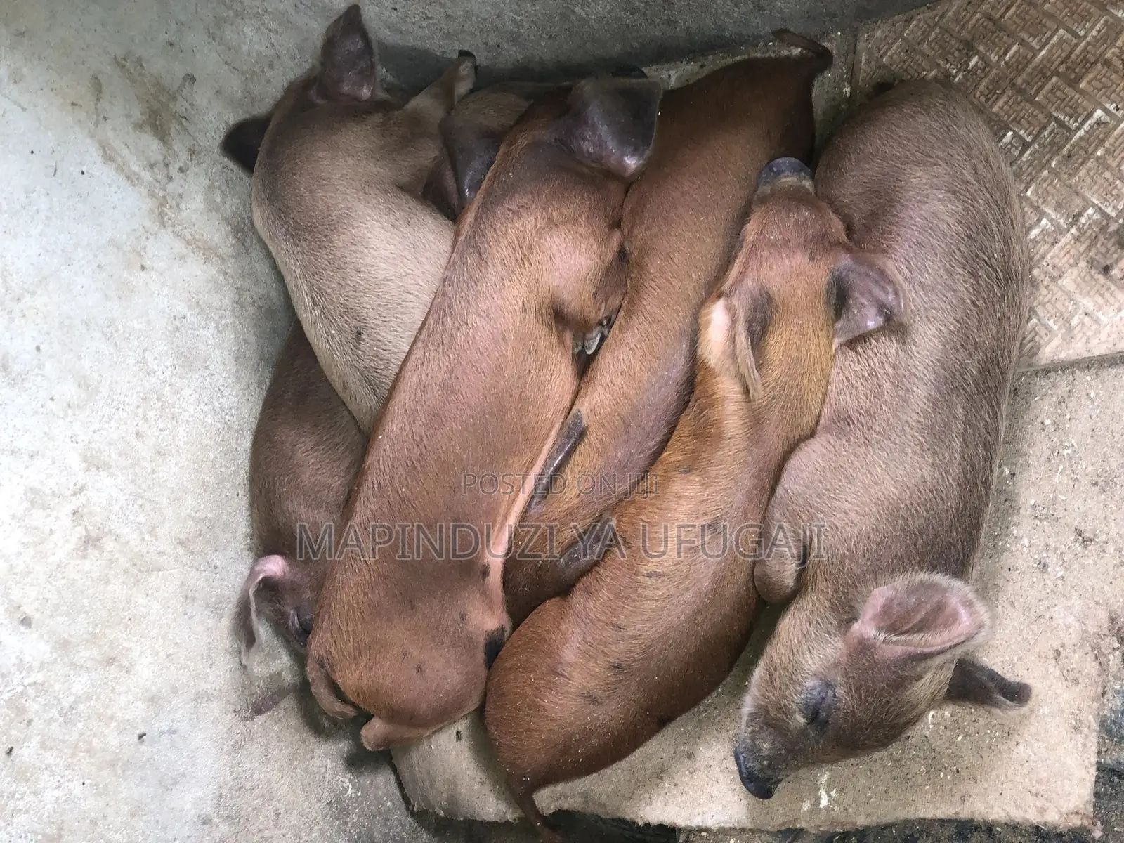 Exotic Hybrid Piglets for Sale