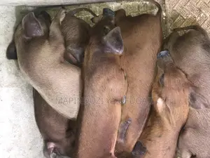 Exotic Hybrid Piglets for Sale