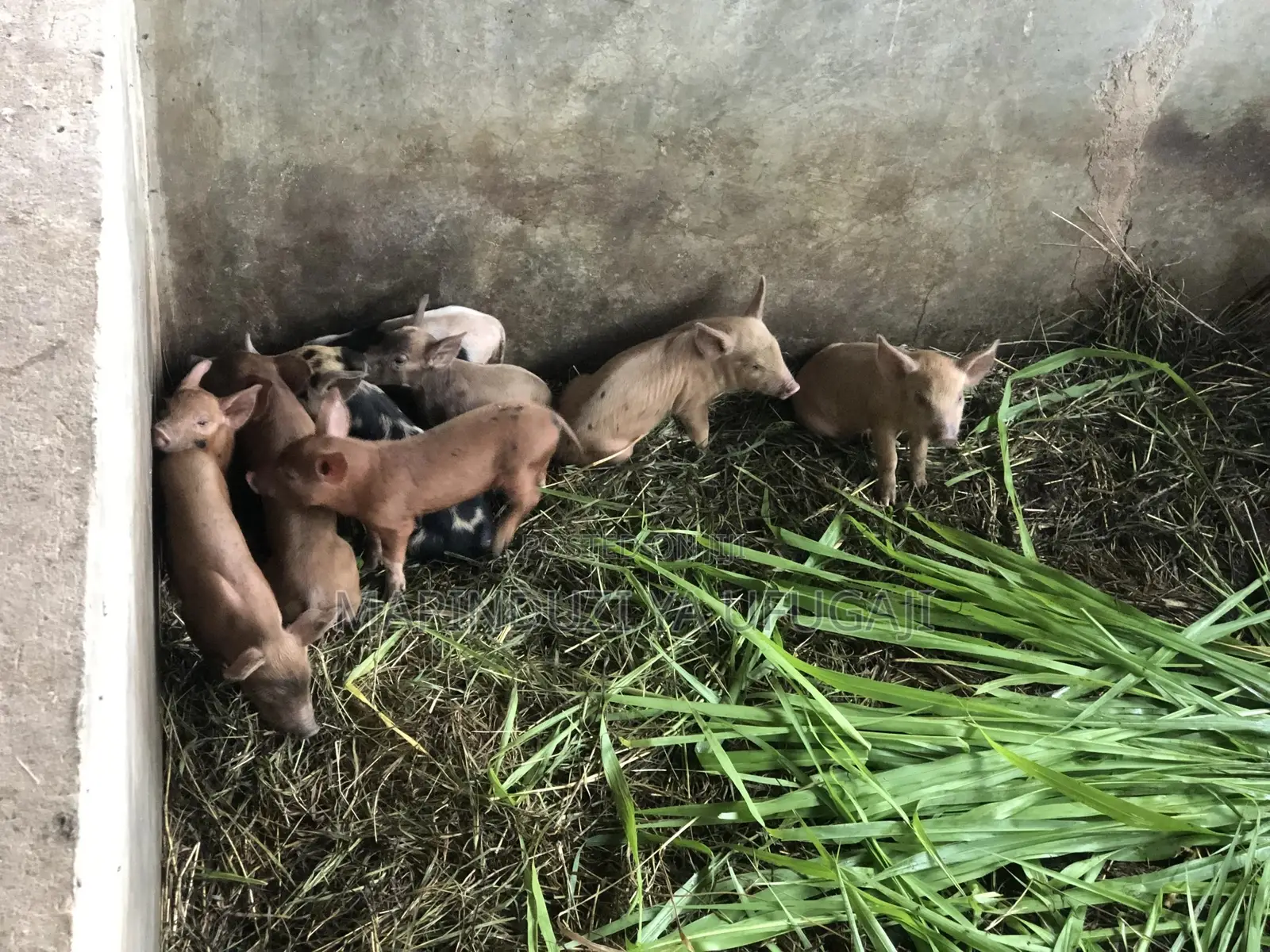 Exotic Hybrid Piglets for Sale