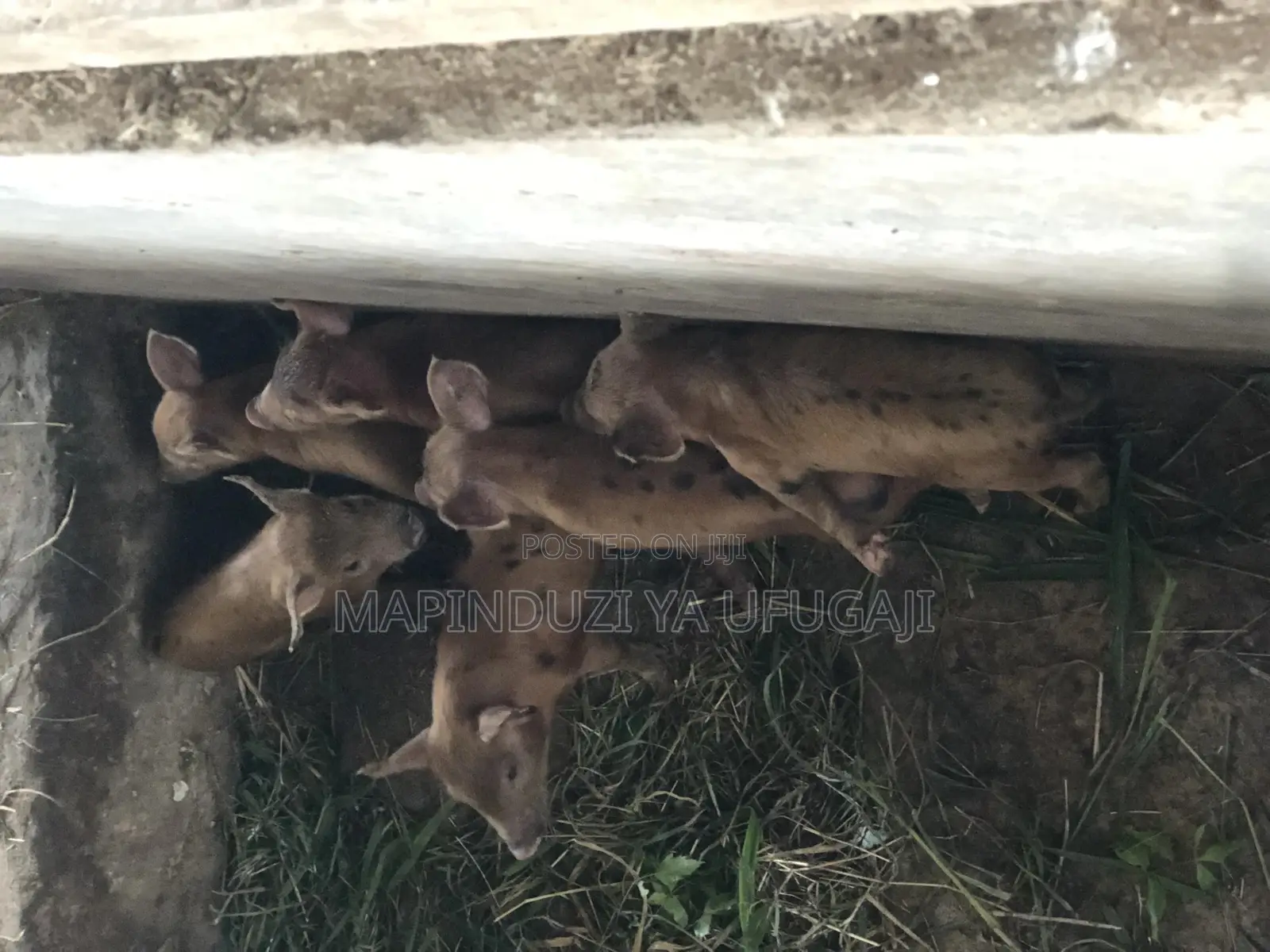 Exotic Hybrid Piglets for Sale