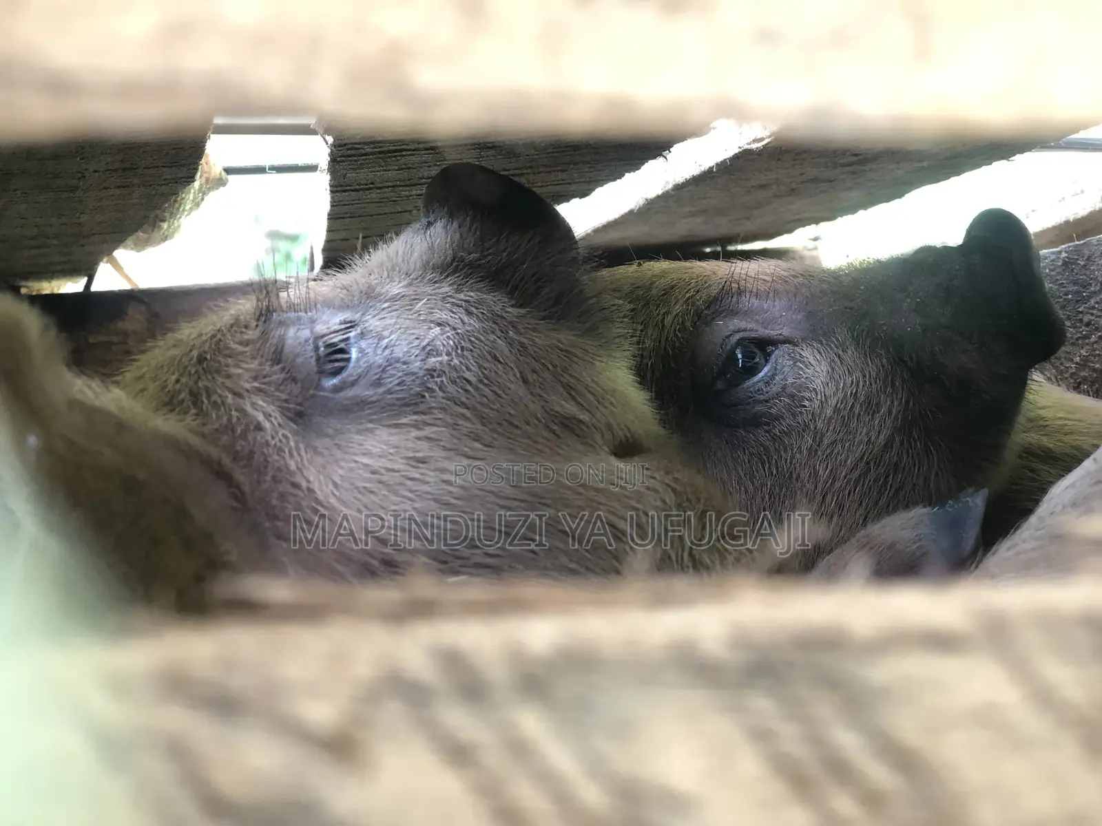 Exotic Hybrid Piglets for Sale