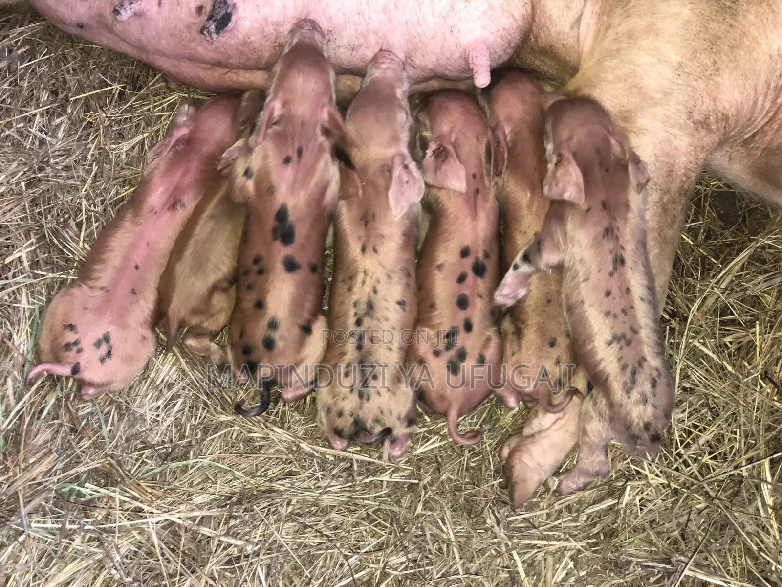 Exotic Hybrid Piglets for Sale