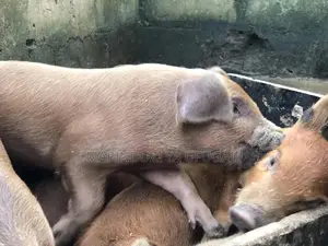 Exotic Hybrid Piglets for Sale