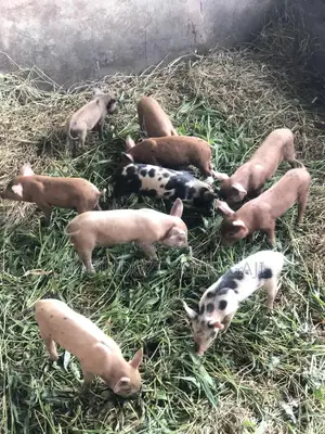 Exotic Hybrid Piglets for Sale