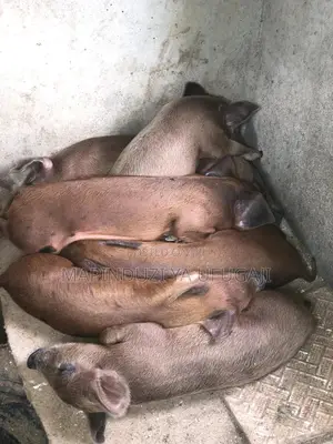 Exotic Hybrid Piglets for Sale