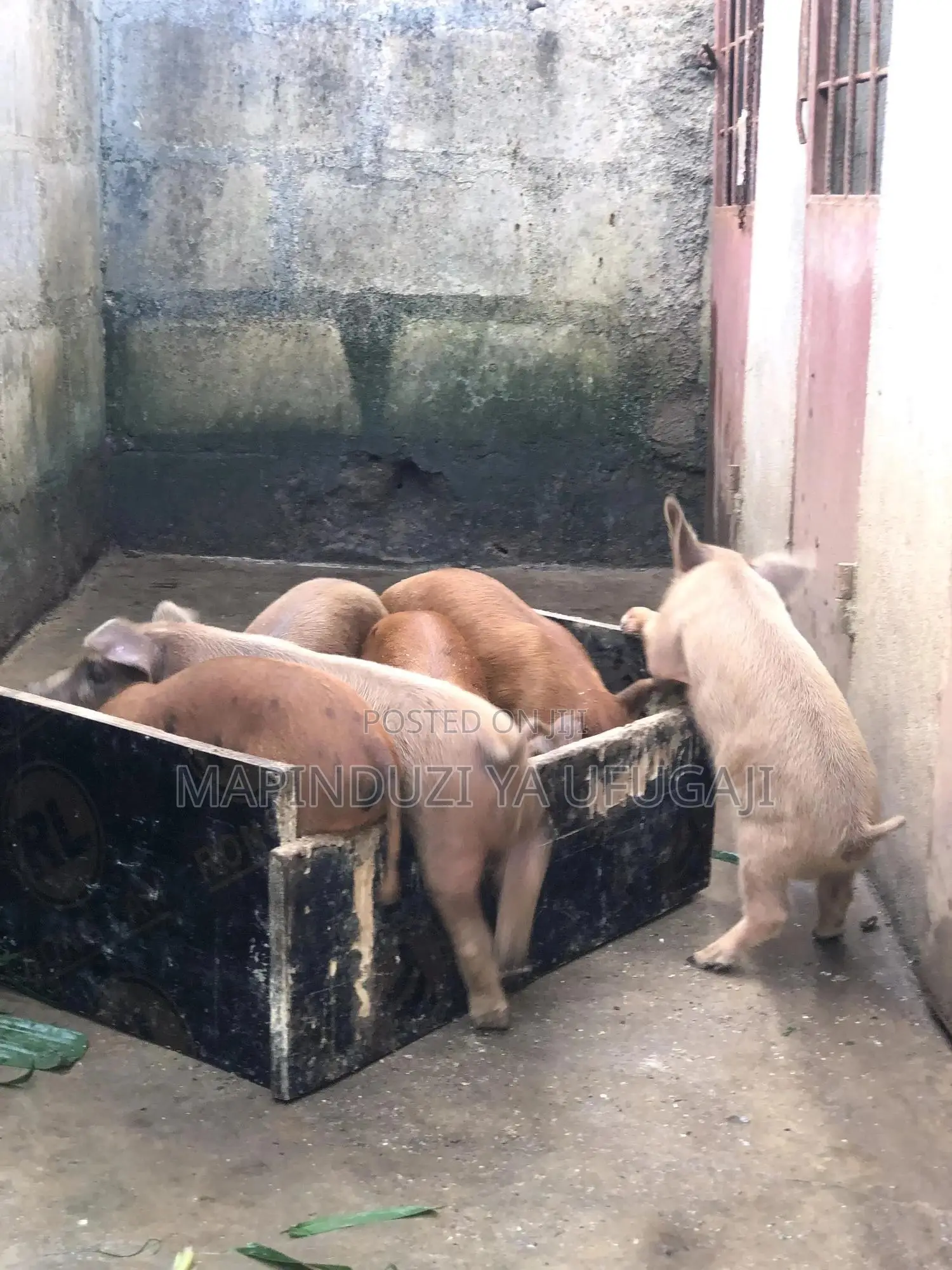 Exotic Hybrid Piglets for Sale