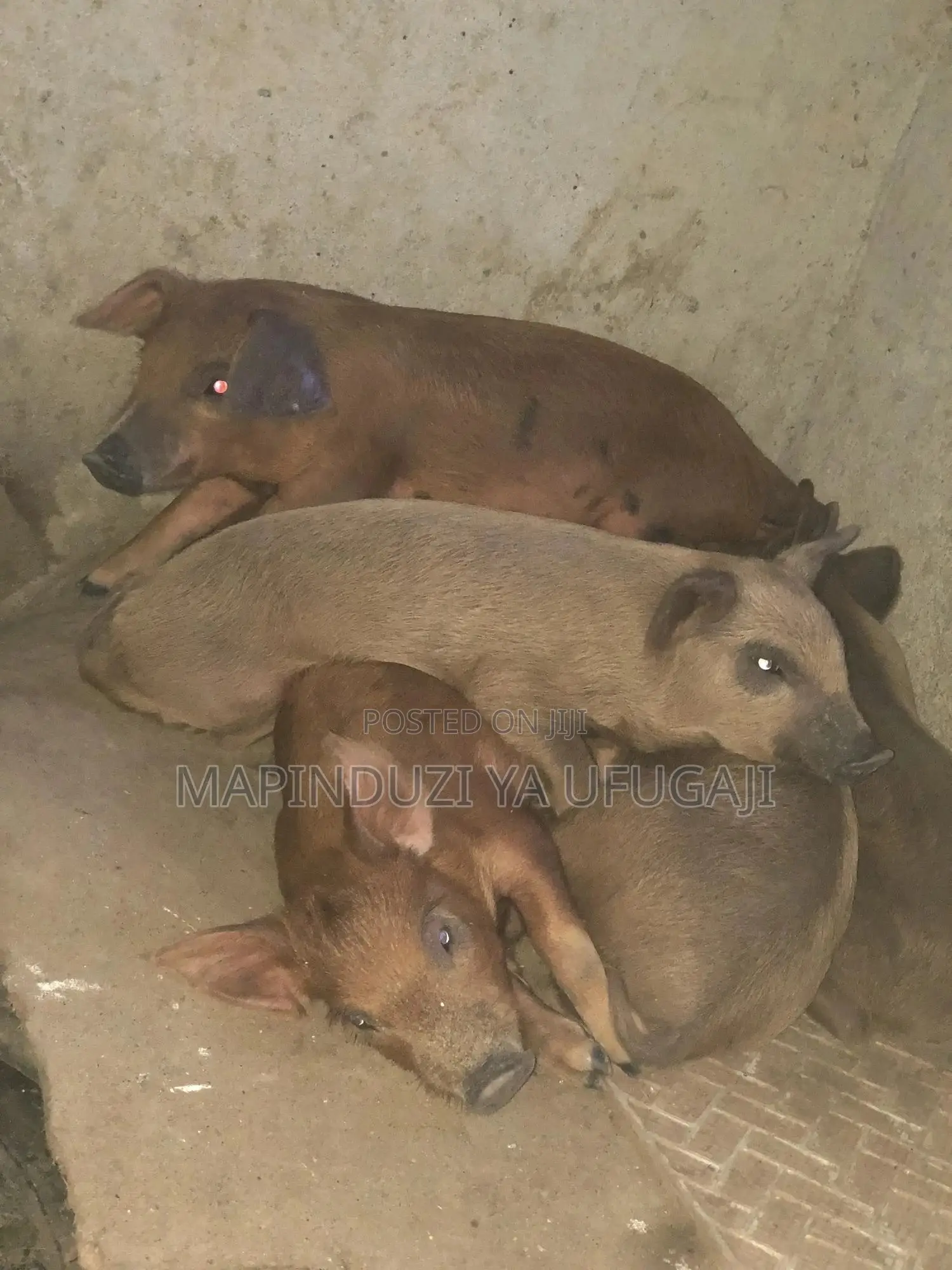 Exotic Hybrid Piglets for Sale