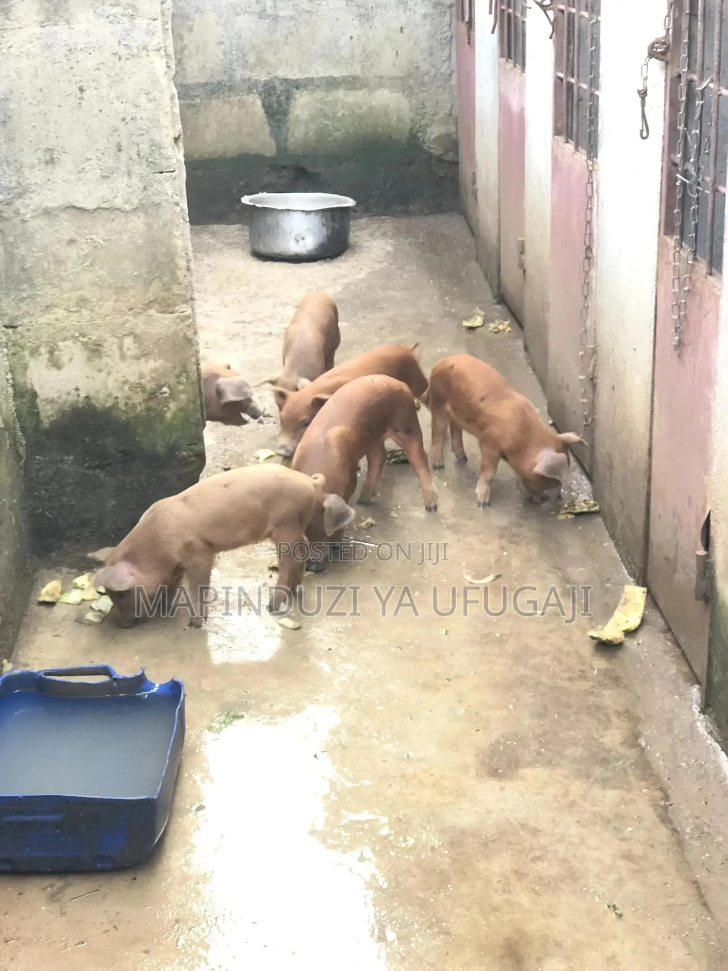 Exotic Hybrid Piglets for Sale