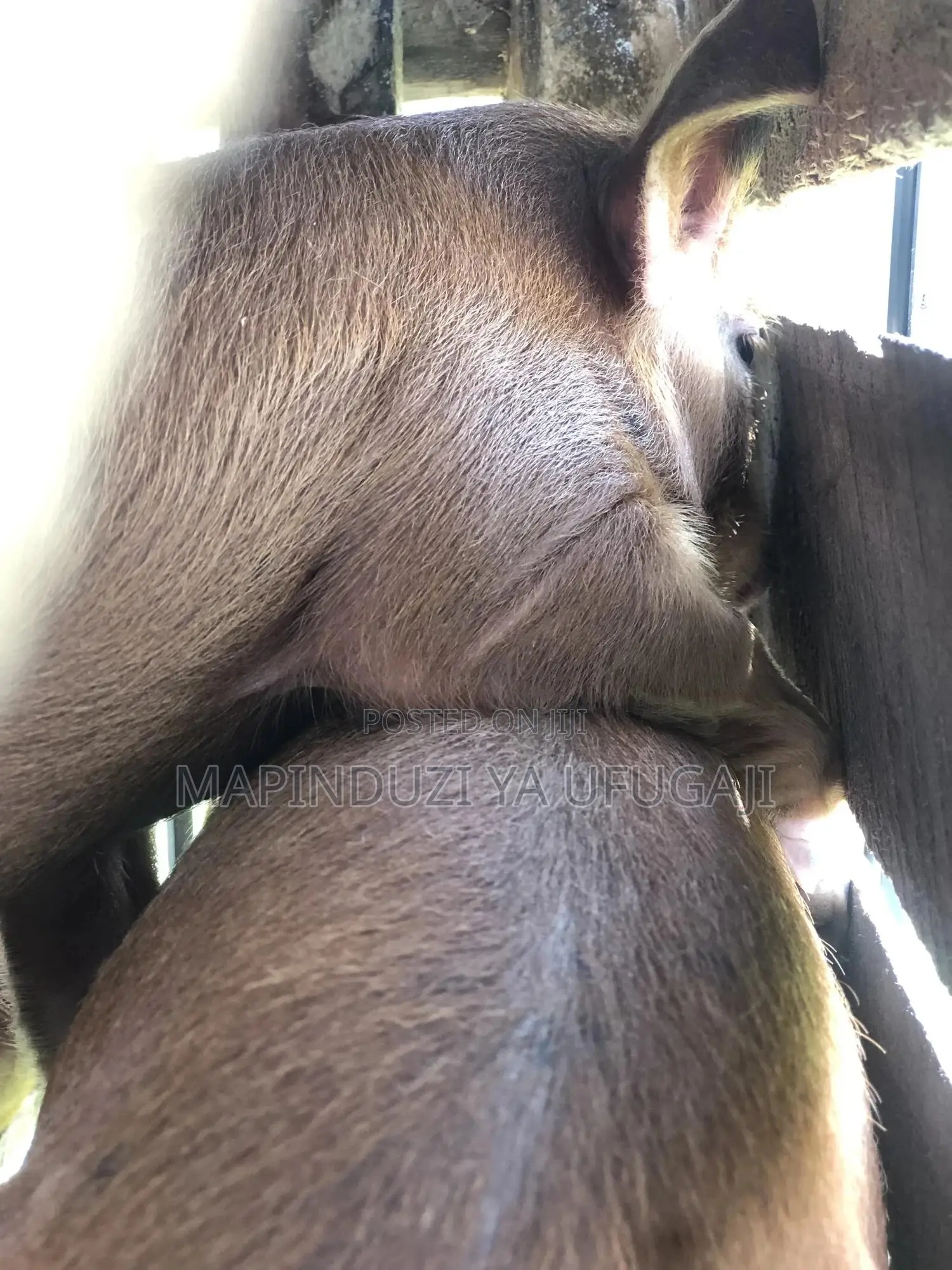 Exotic Hybrid Piglets for Sale