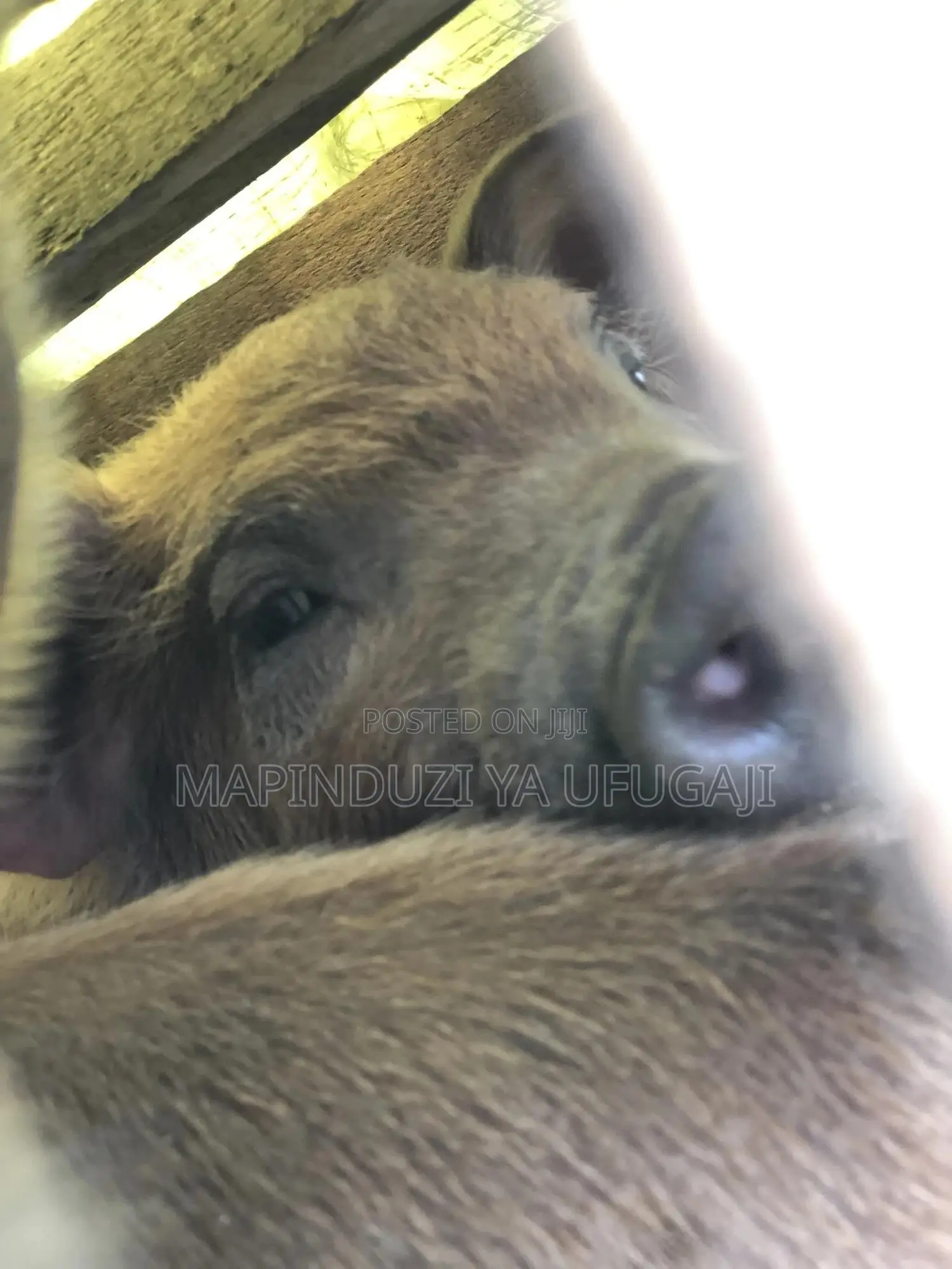 Exotic Hybrid Piglets for Sale