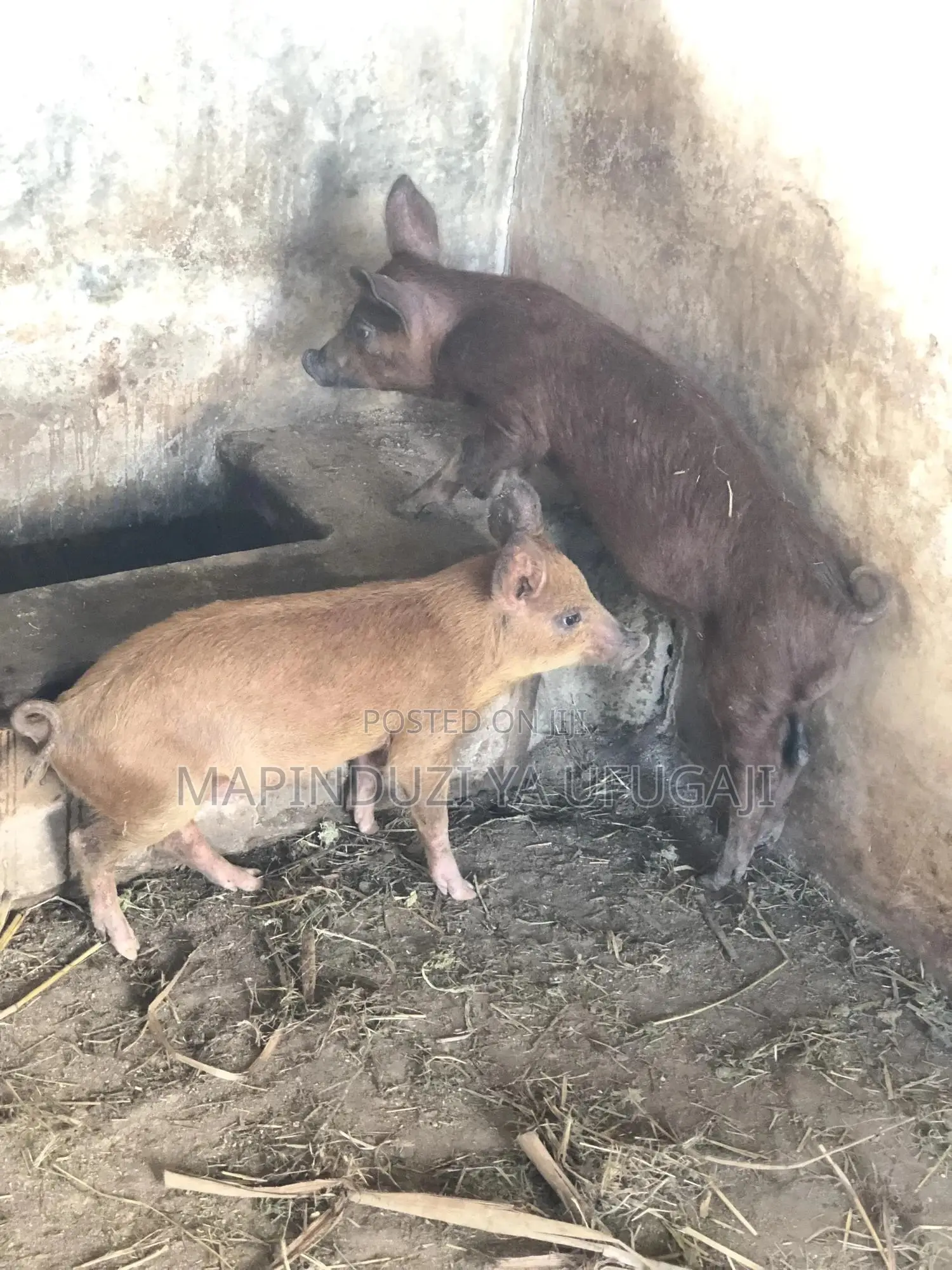 Exotic Hybrid Piglets for Sale