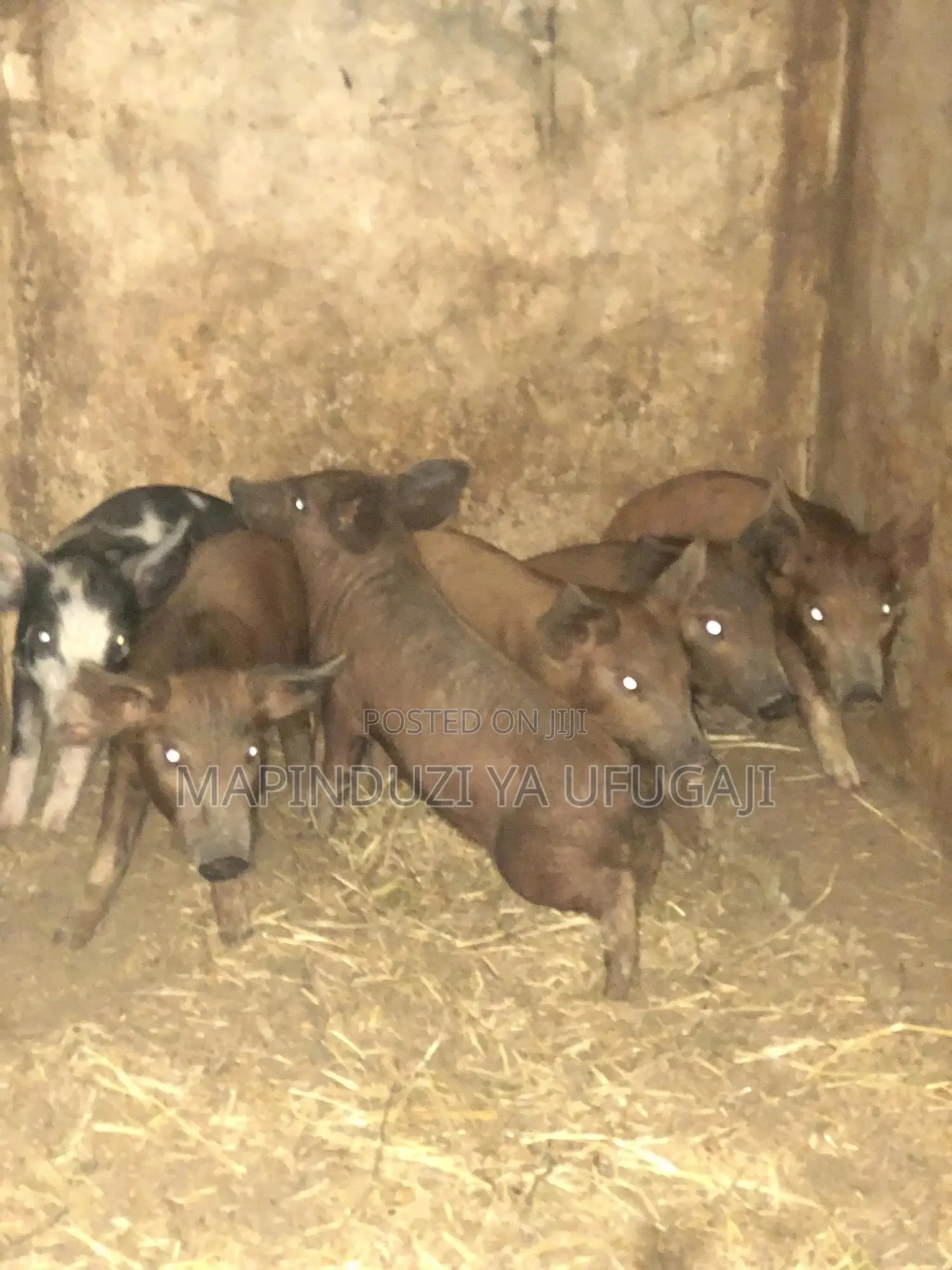 Exotic Hybrid Piglets for Sale