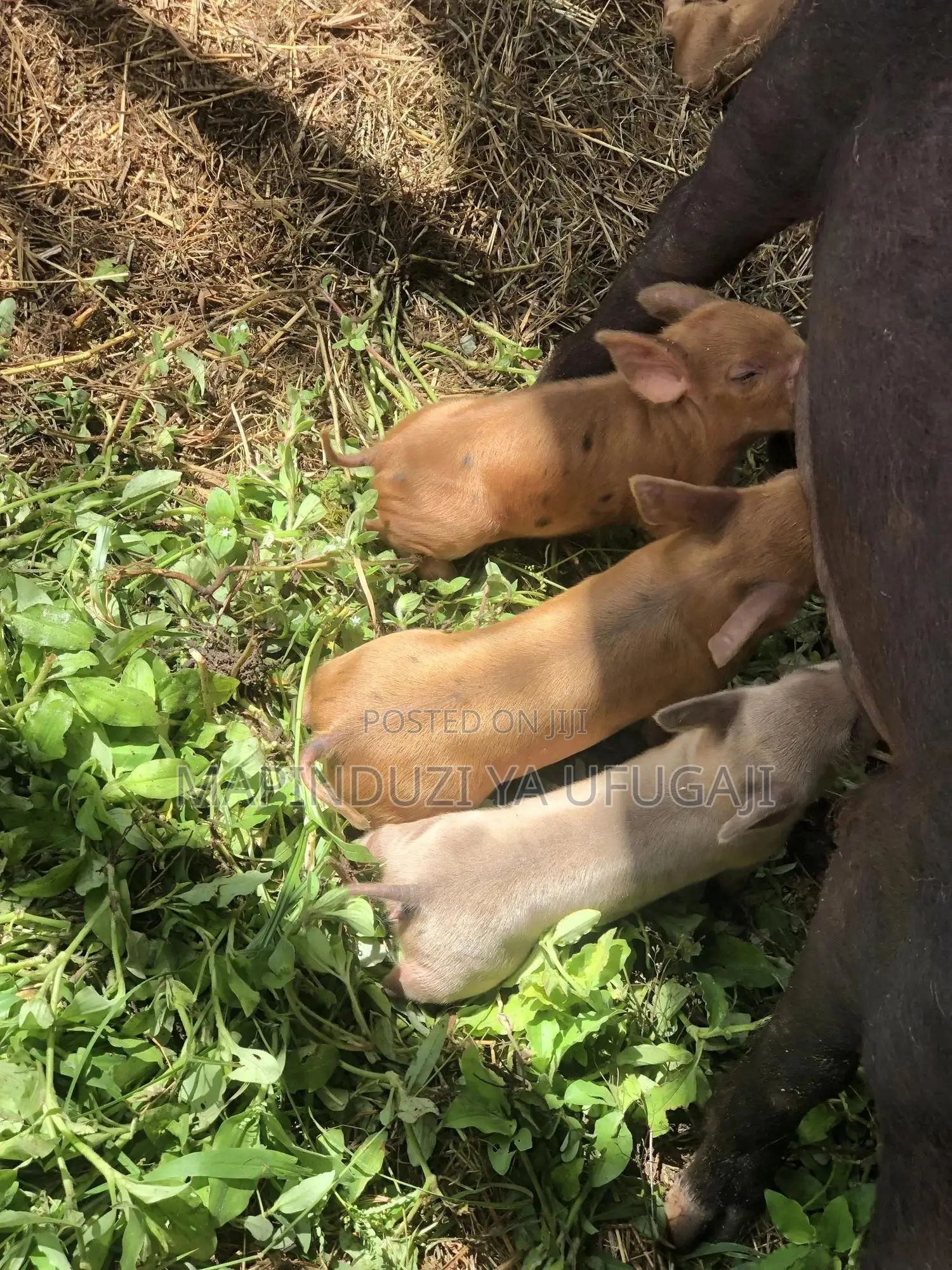 Exotic Hybrid Piglets for Sale