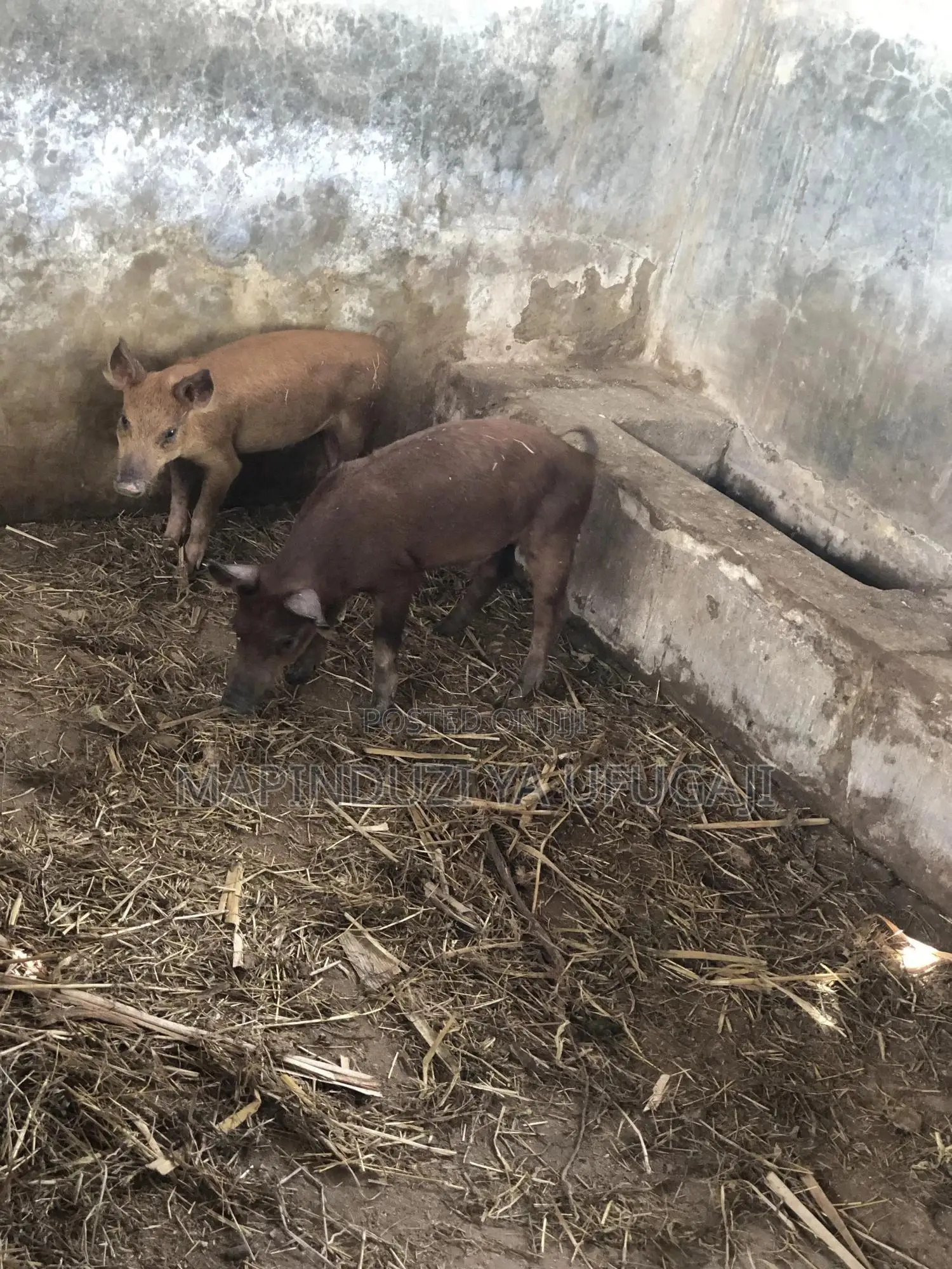 Exotic Hybrid Piglets for Sale