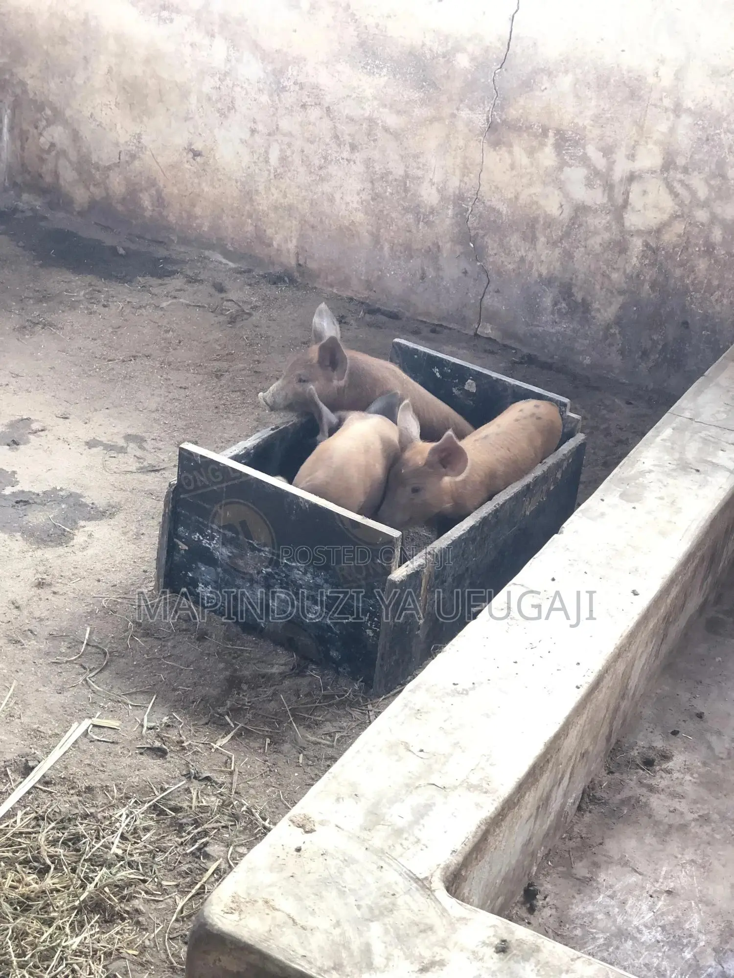 Exotic Hybrid Piglets for Sale