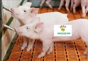 Hot Pig Nipples