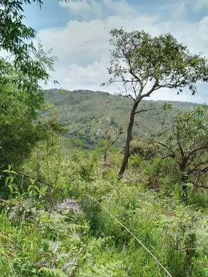 Plot for Sale at Njombe for Avocado Plantation