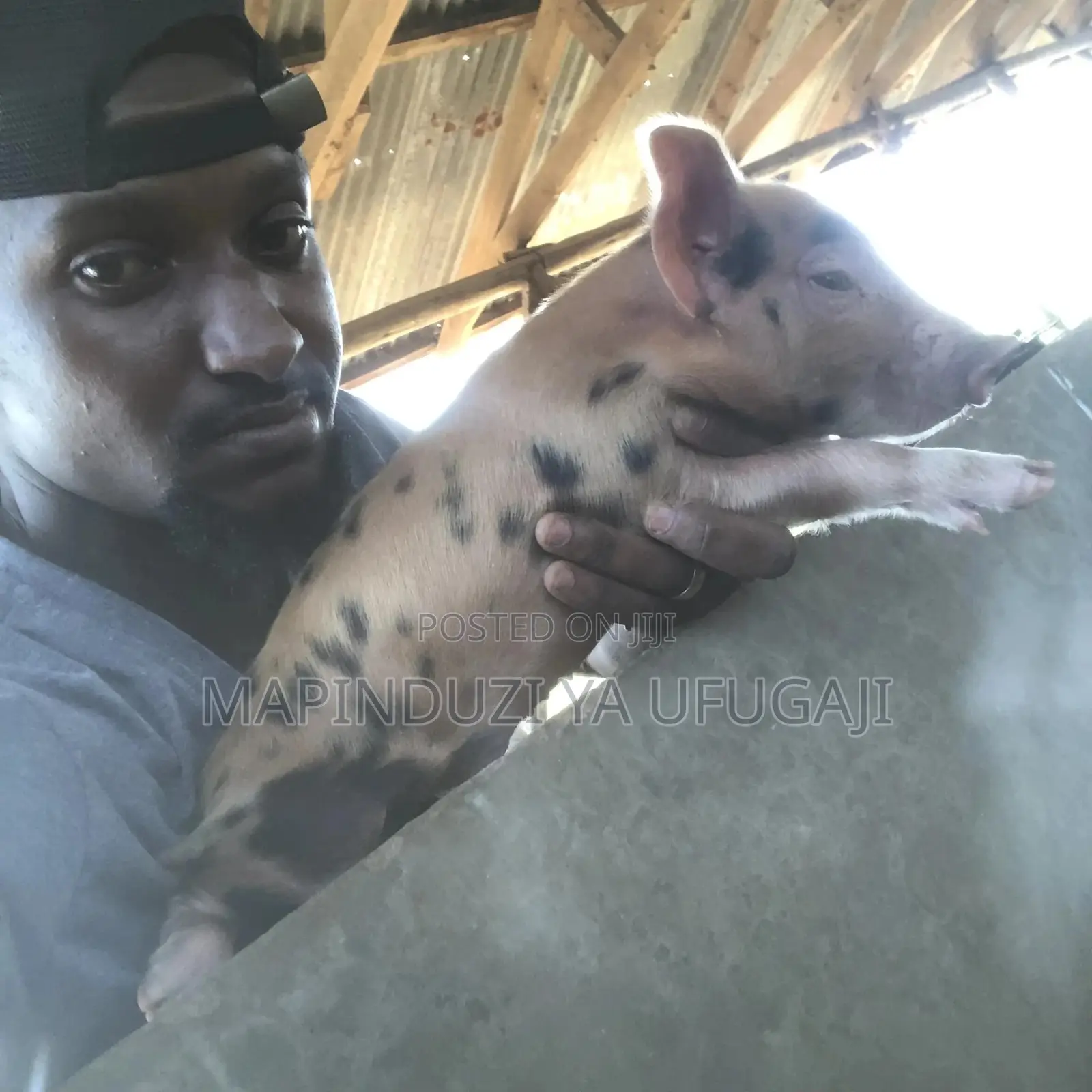 Watoto Wa Nguruwe Wa Kisasa Wa Mbegu At Laki 2