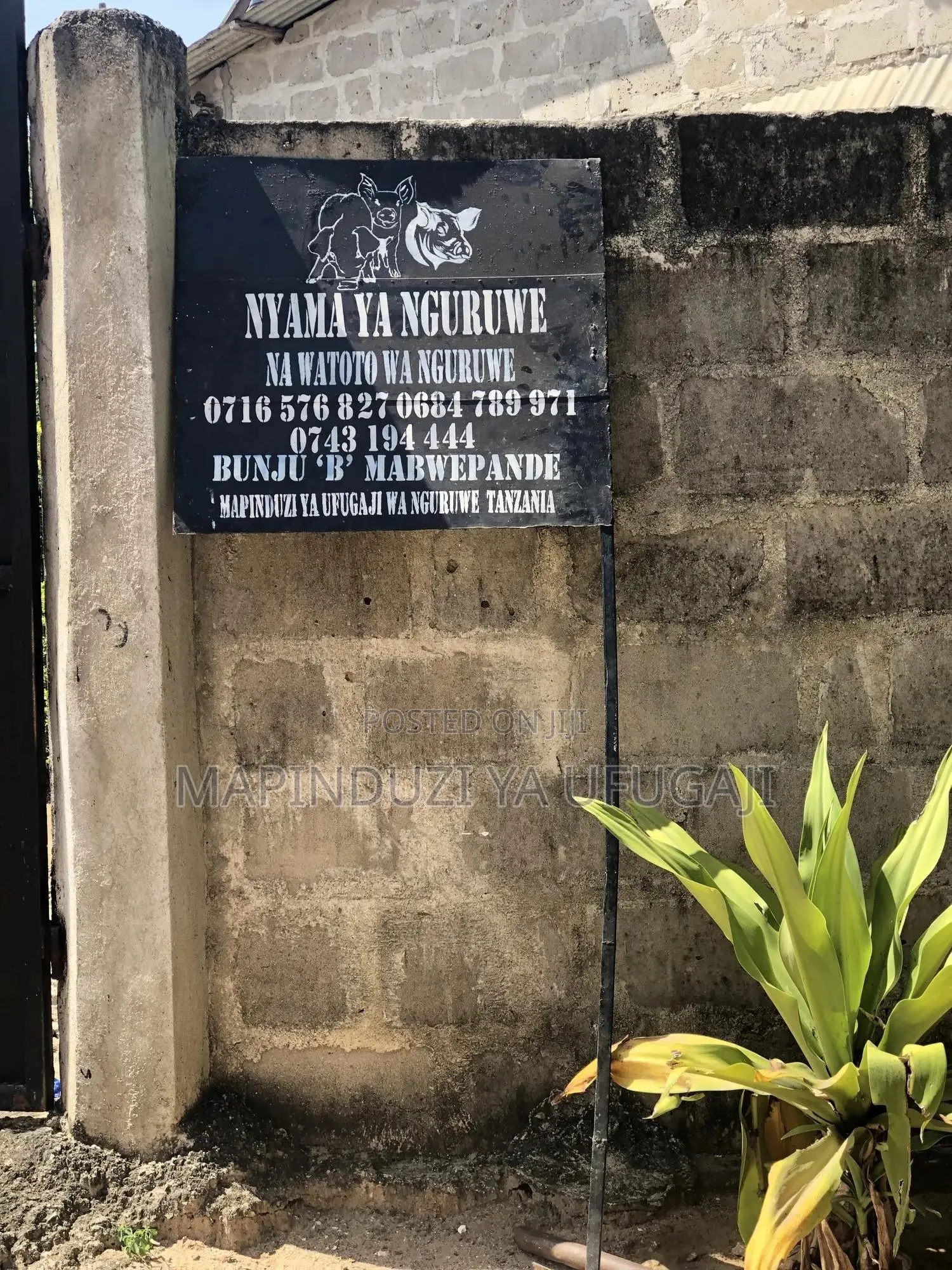 Watoto Wa Nguruwe Wa Kisasa Wa Mbegu At Laki 2