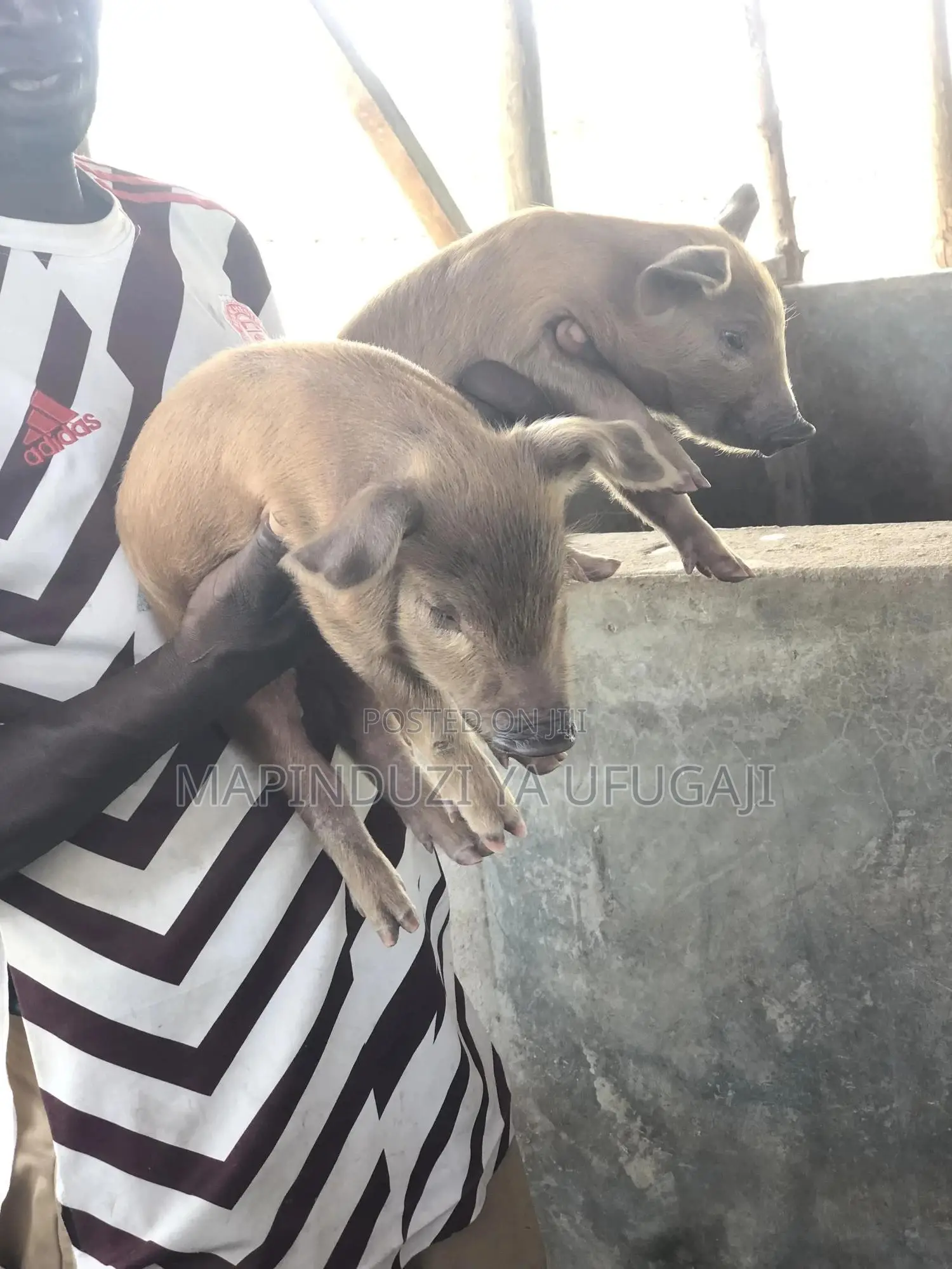 Watoto Wa Nguruwe Wa Kisasa Wa Mbegu At Laki 2