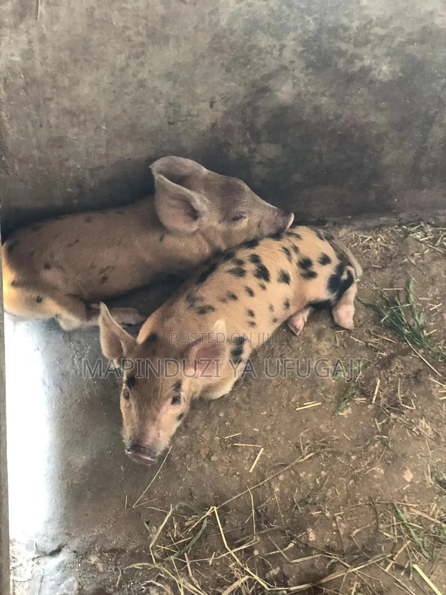 Watoto Wa Nguruwe Wa Kisasa Wa Mbegu At Laki 2