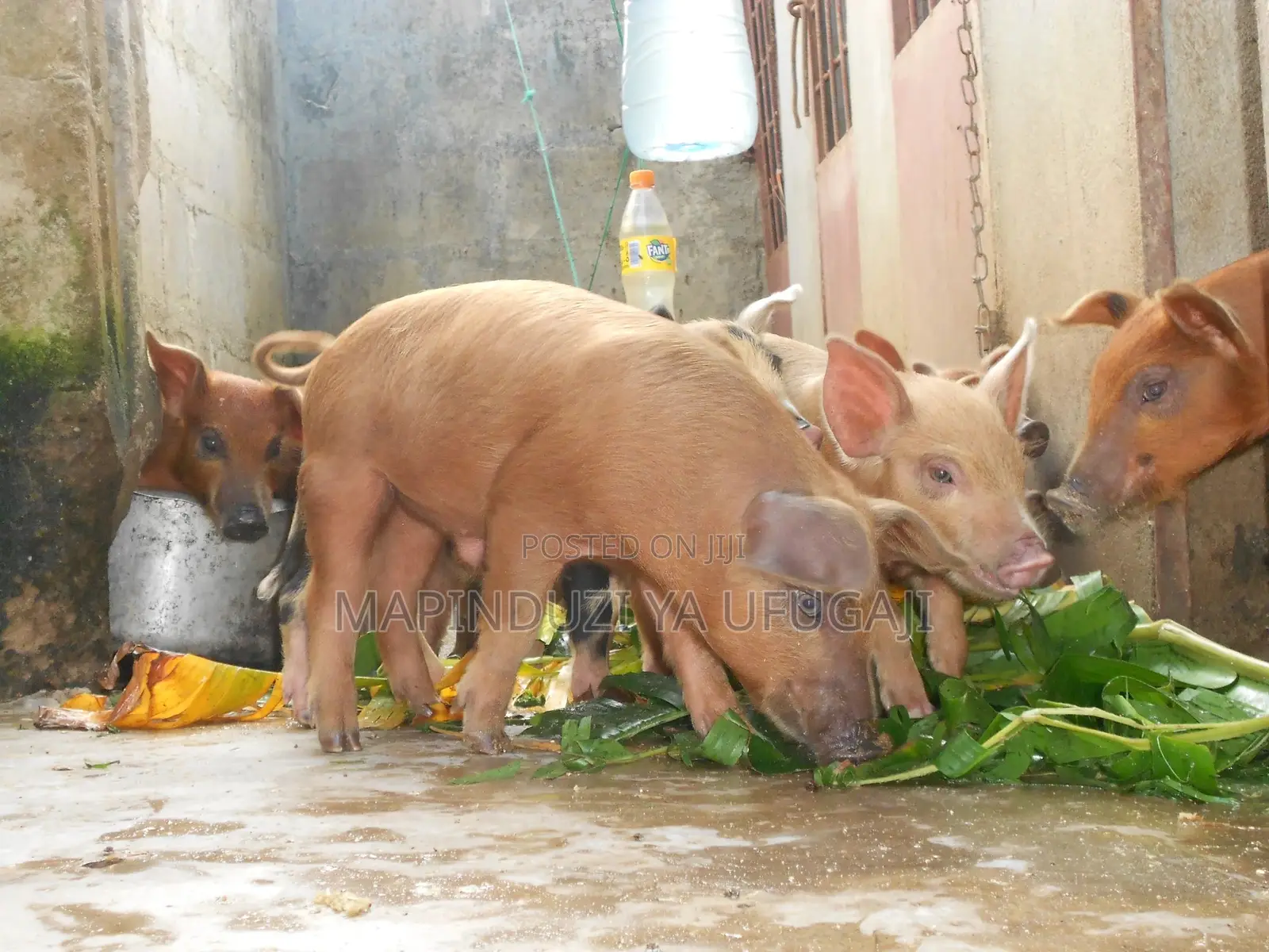 Watoto Wa Nguruwe Wa Kisasa Wa Mbegu At Laki 2
