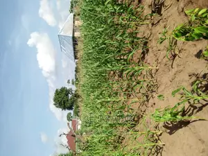 Plot for Sale Kibaha Kwa Mfipa