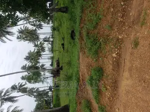 Viwanja Karibu Na Barabara