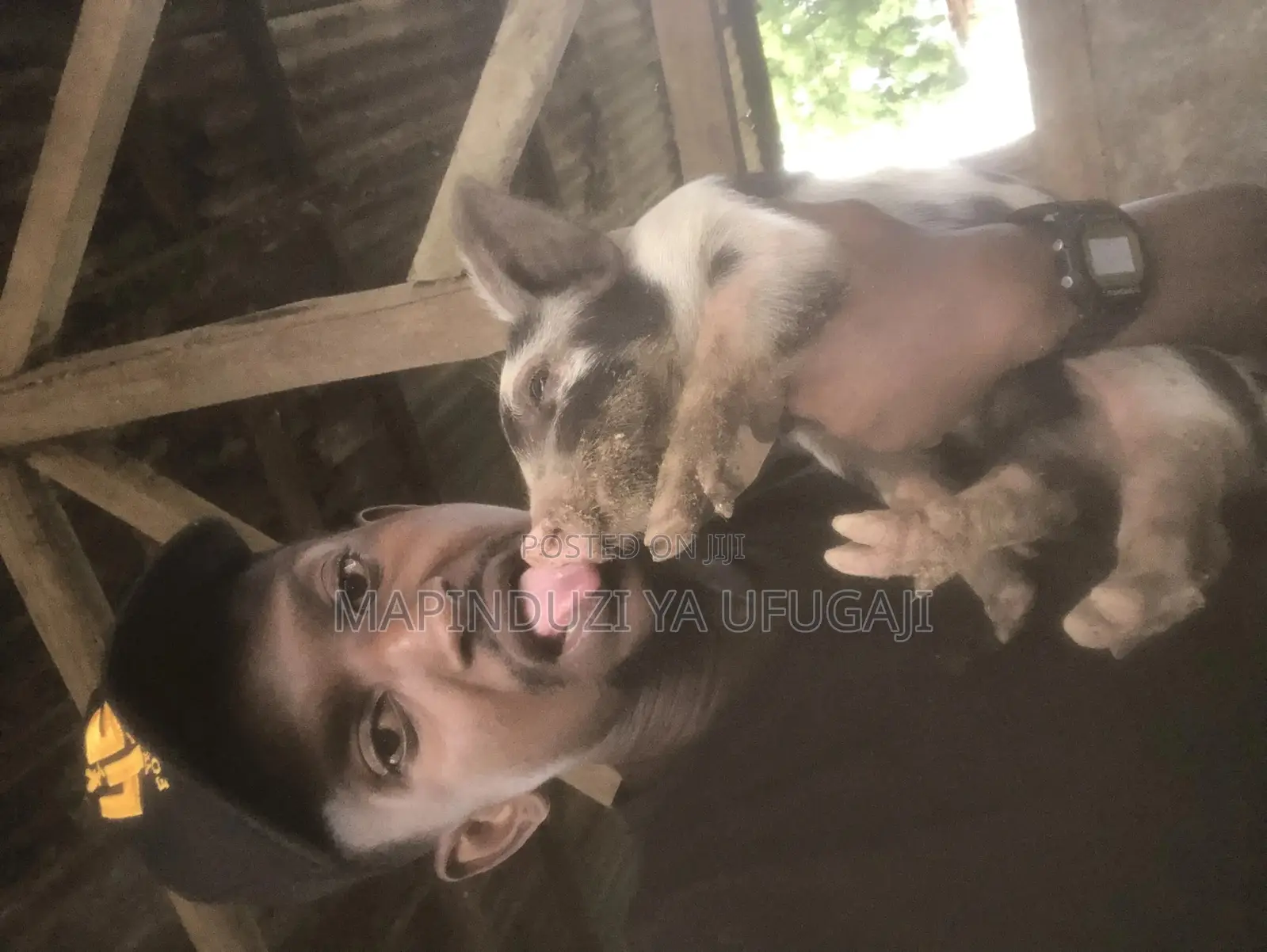 Watoto Wa Nguruwe Wa Kisasa Wa Mbegu Wapo Hapa